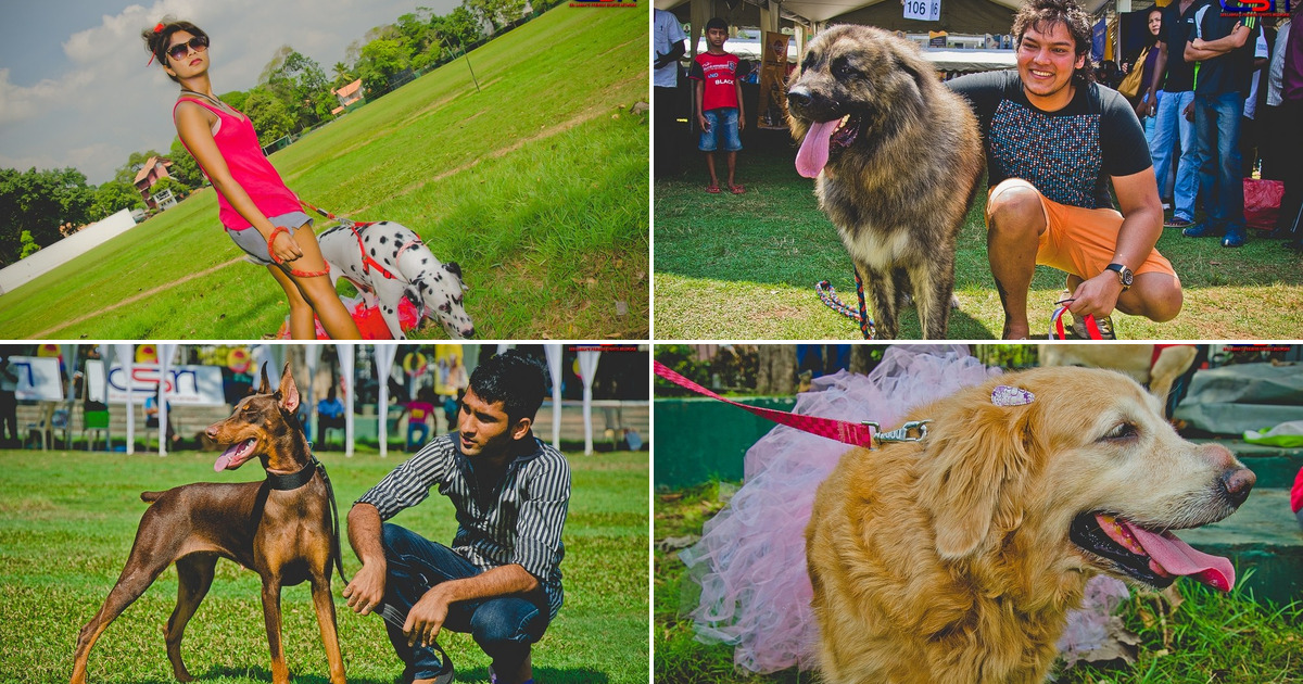 106th & 107th All Breeds Dog Show 2013