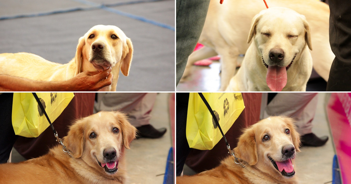 Eukanuba - Dog Show '13